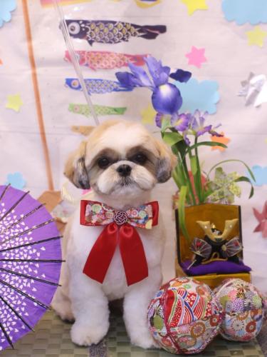 20240518あずきちゃん